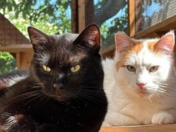 Katzen